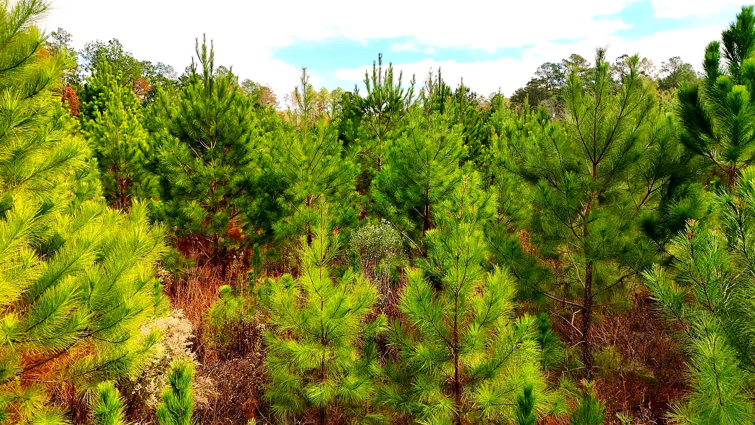 7 acres in Gadsden County, FL